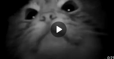 Опять котик?! Котик, да непростой - и в непростом месте...