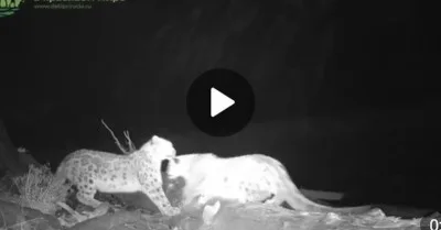 Wildlife of Siberia. Camera traps