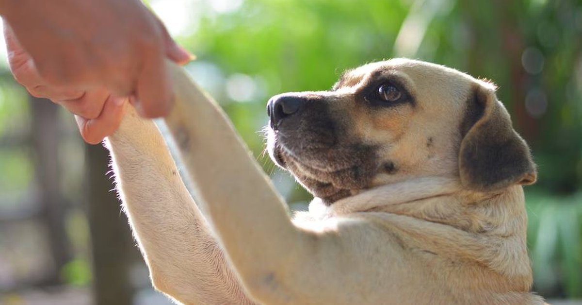 Милые истории о спасённых собаках и любящих сердцах