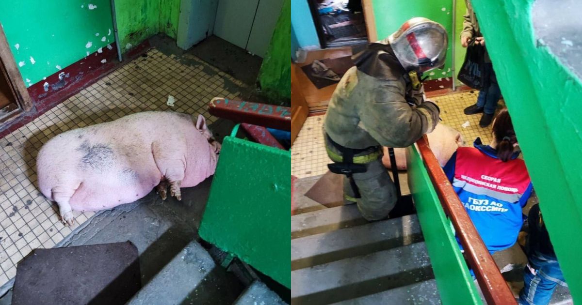 Угоревшую свинью спасли из горящей квартиры в Архангельске