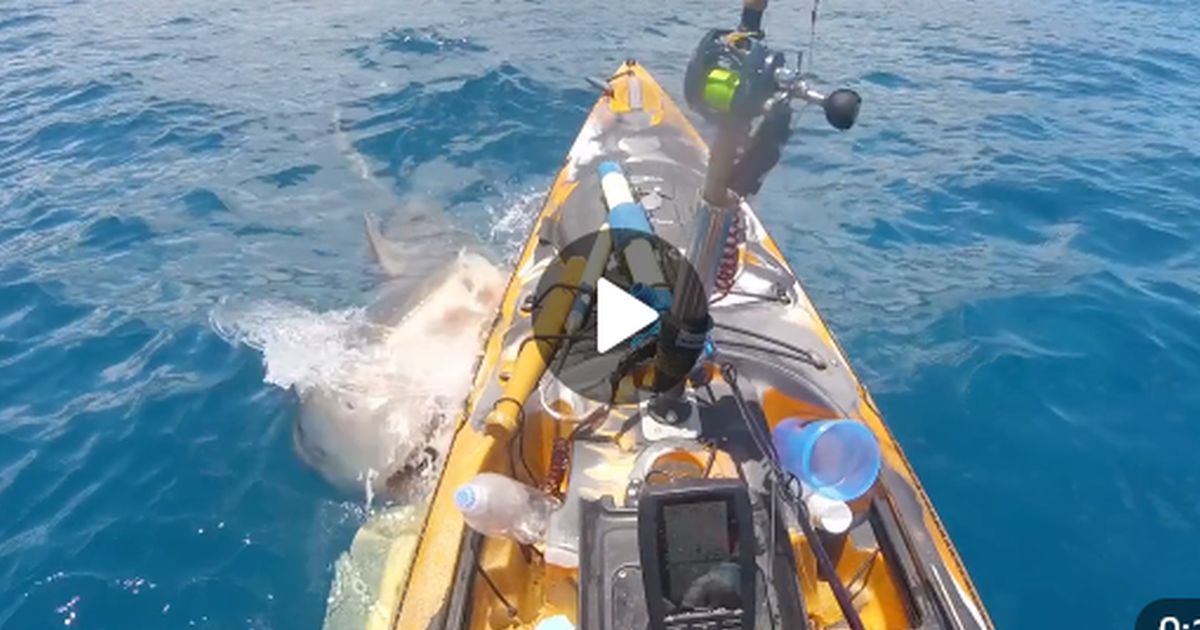 Нет, это не киноужастик: реальная акула атакует реальную лодку рыбака