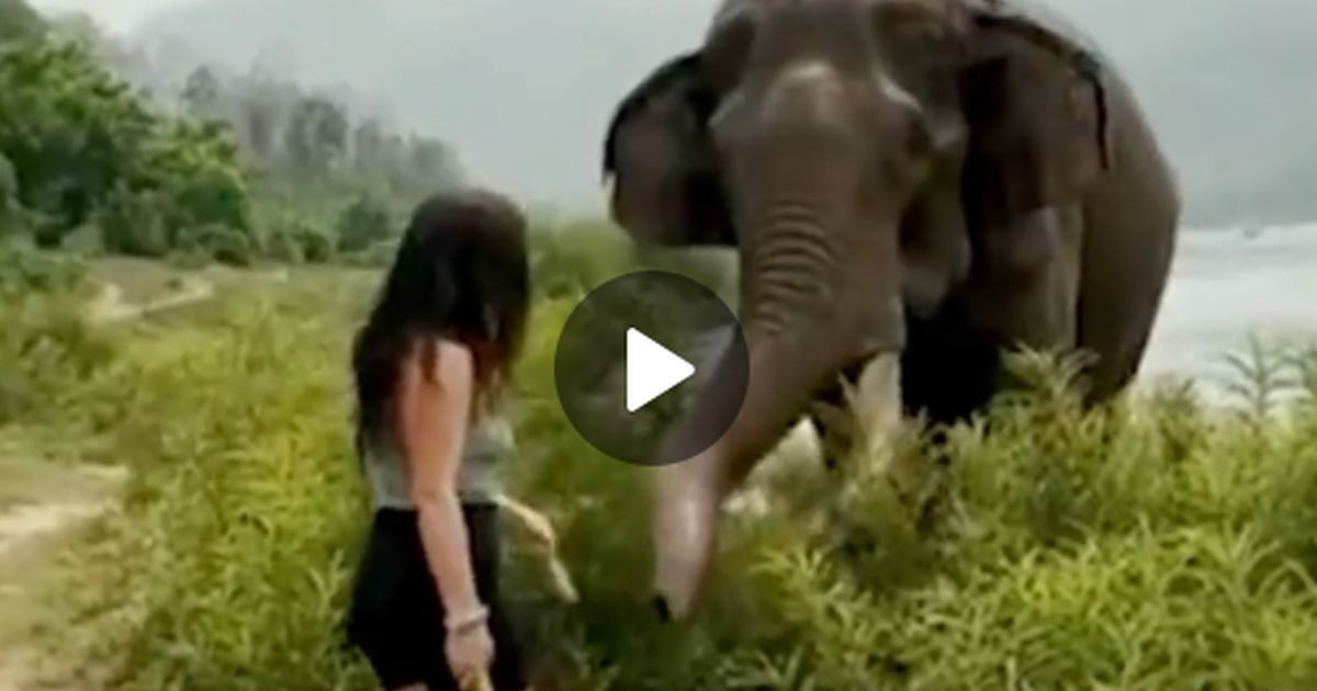 О том, как опасно дразнить диких зверей: туристка, бананы и слон. Гнев животного попал на видео