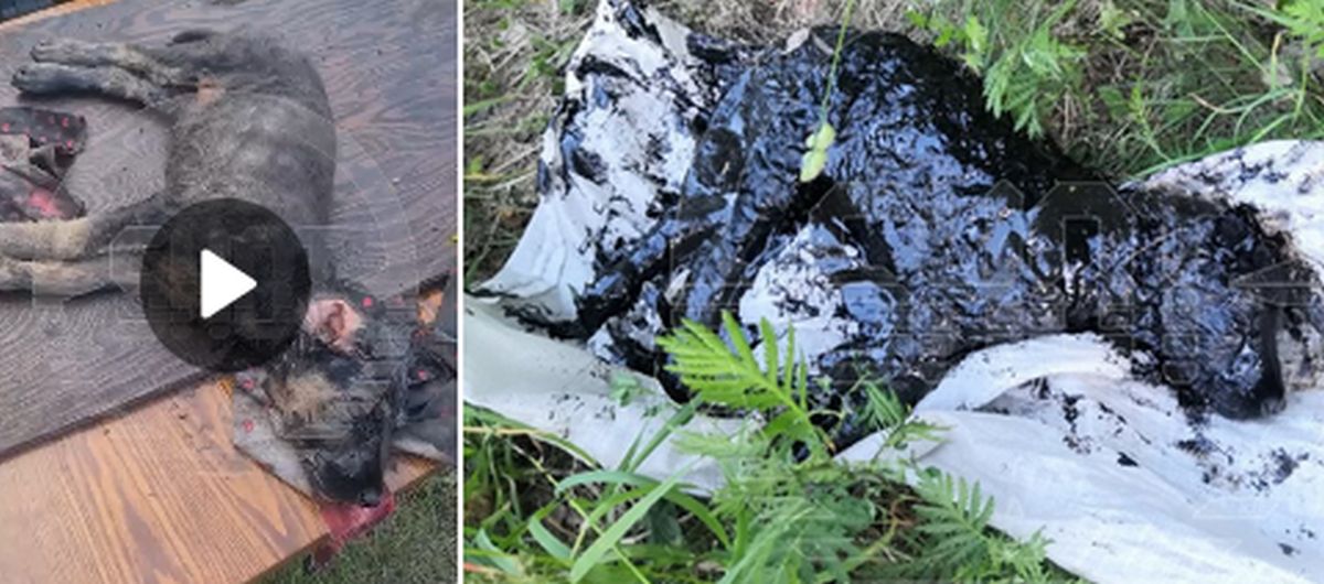 Борьба за жизнь: щенка, утонувшего в гудроне, спасли волонтеры на Урале