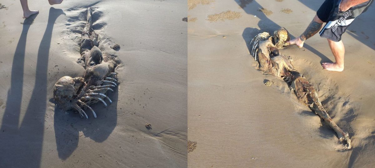 На австралийском пляже найдено что-то вроде скелета русалки