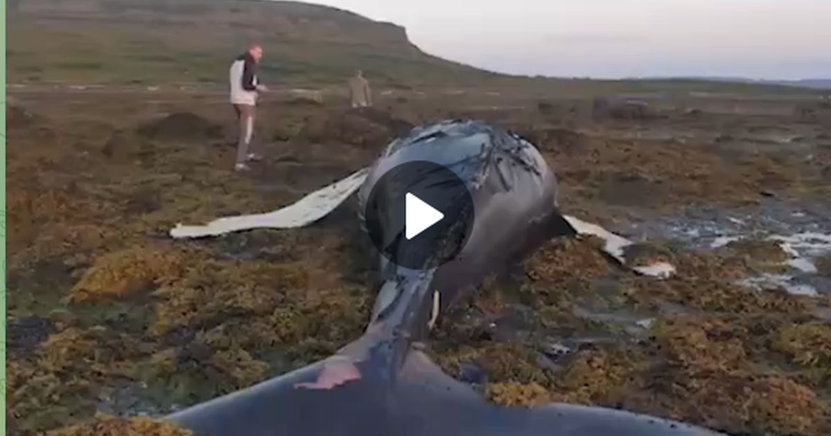 Смерть гиганта: шестиметровый труп кита найден на побережье Баренцева моря