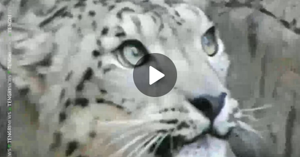 В зоопарке Алматы выходили спасенного от истощения и ран снежного барса
