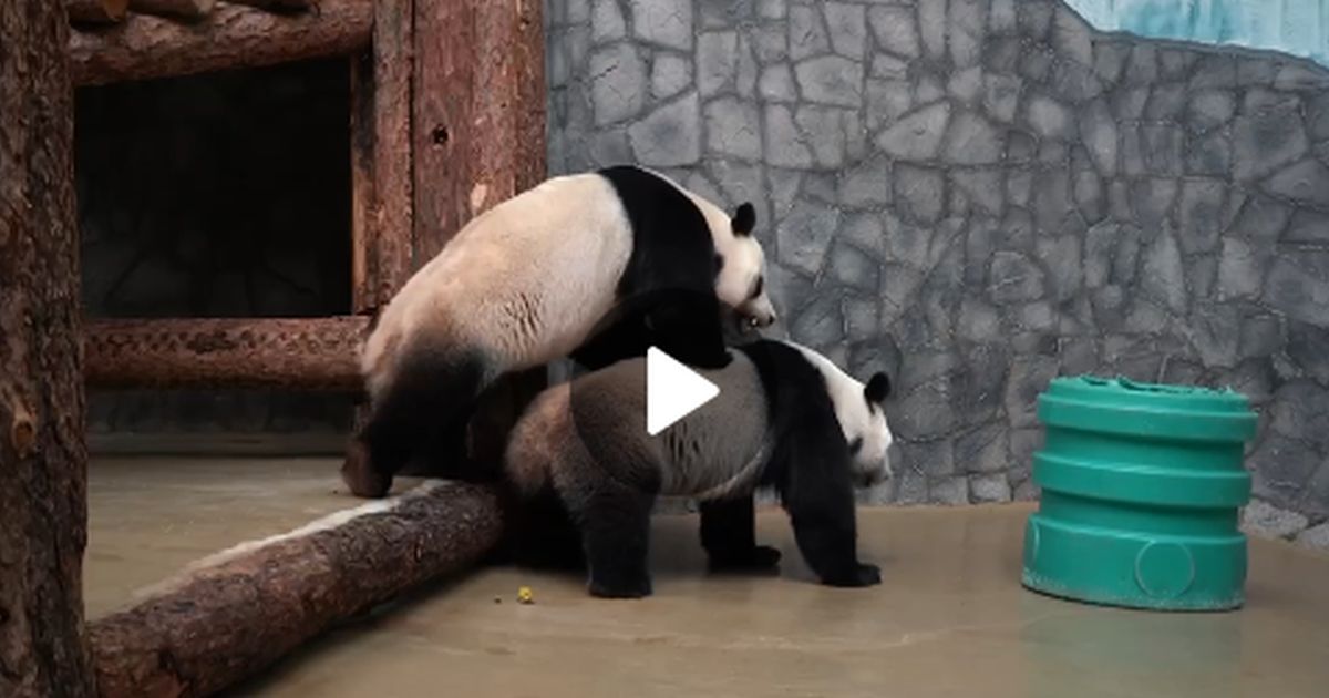 Для наблюдения за первым сексом московских панд из Китая вызван специалист