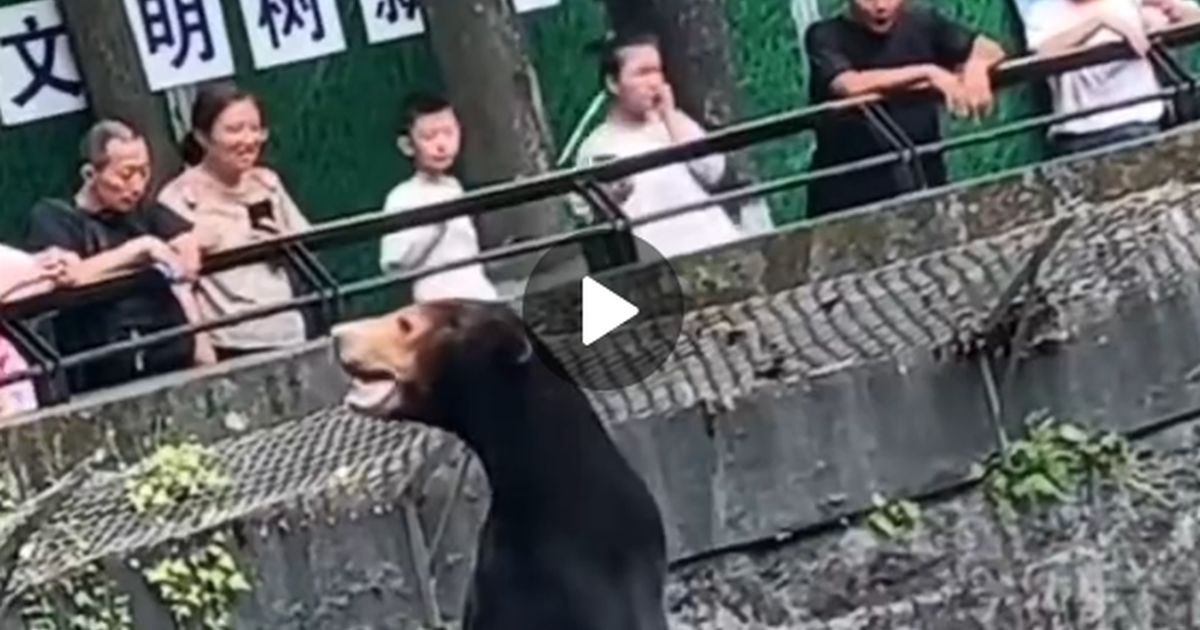 Китайский зоопарк обвиняется в подделке: человека выдают за медведя