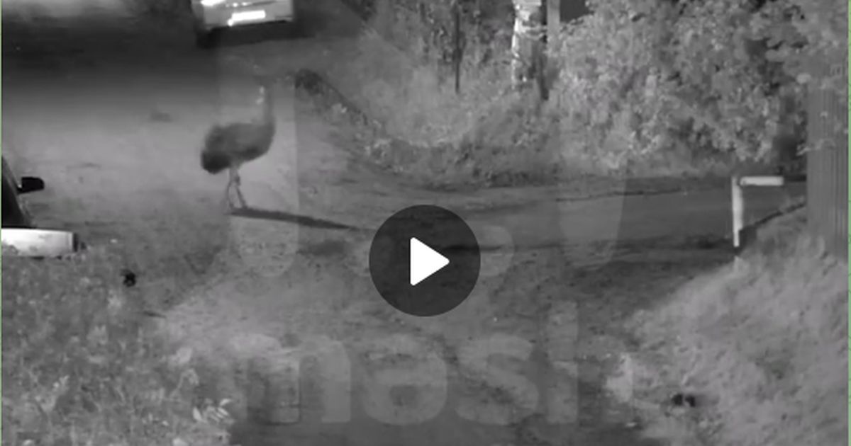 Ночная охота на страуса дачников в Ленобласти попала на видео