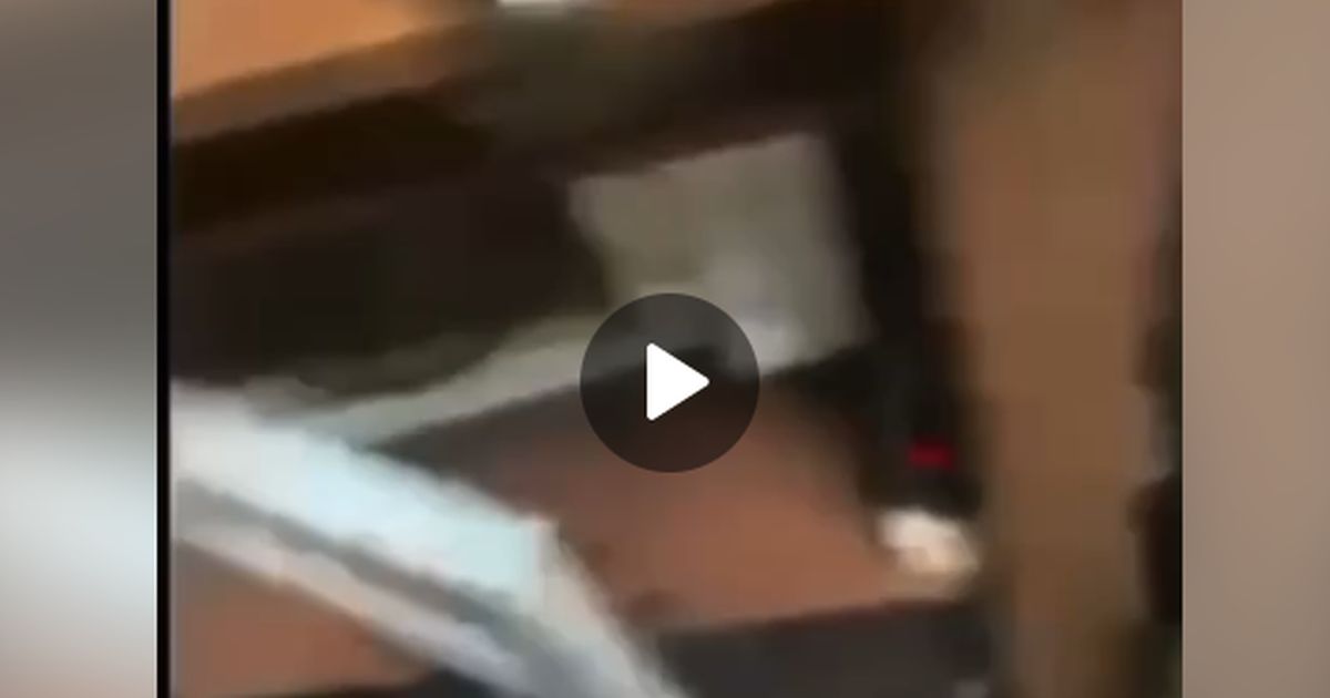 Москвич-живодер засунул кота в микроволновку под видеозапись
