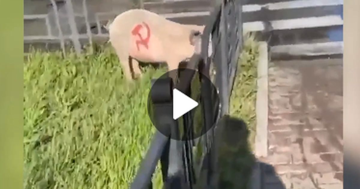 В Хакасии разгорелся скандал со свиньей с серпом и молотом на боку