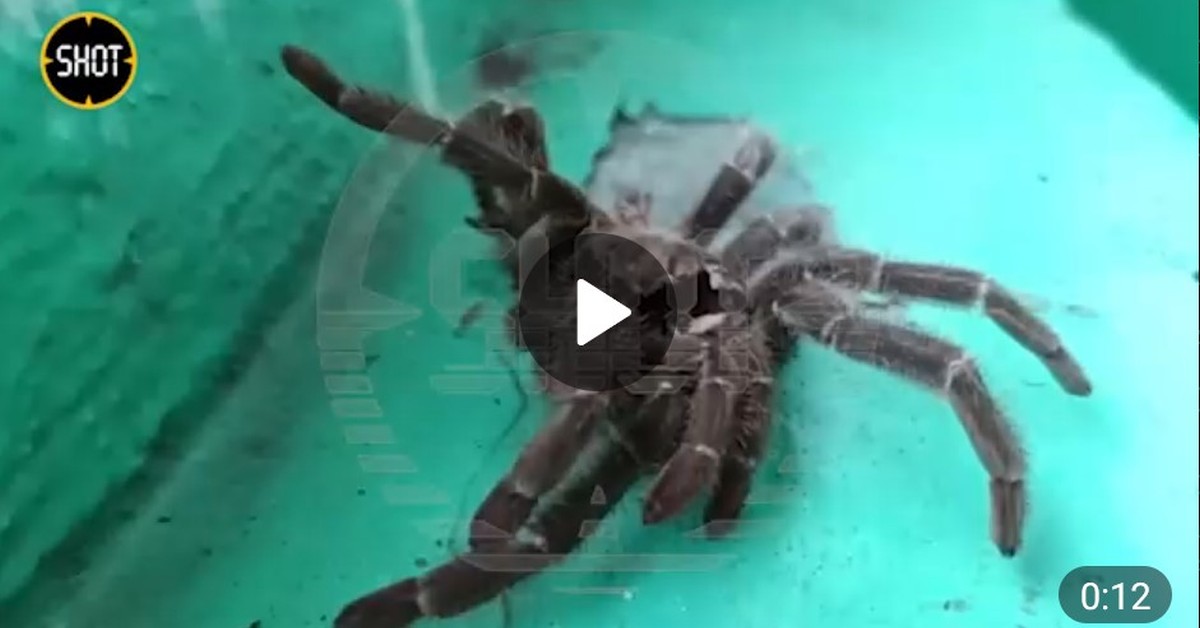 Огромный тарантул вызвал переполох в уфимской многоэтажке