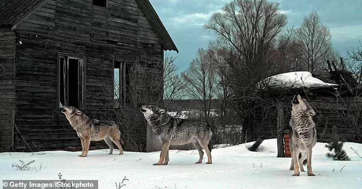 Перспективная мутация: чернобыльские волки победили рак