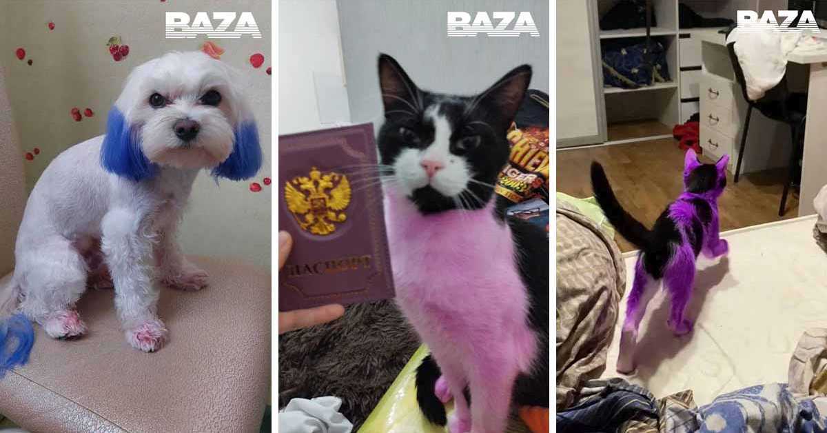 Розовые коты и синие собаки: россияне превращают домашних любимцев в раскраски