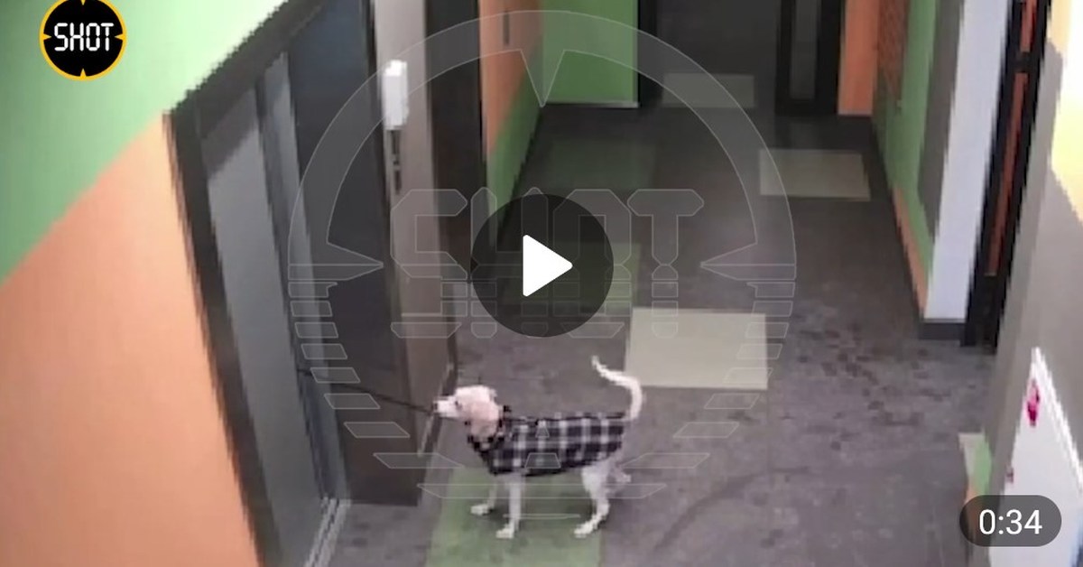 Кадры не для слабонервных: в Воронеже лифт чуть не задушил собаку