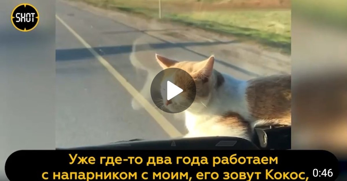 Российский дальнобойщик взял в напарники кота и превратился в блогера