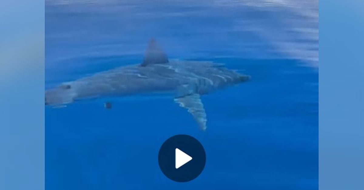 В воду ни ногой: египетские акулы продолжают наводить страх на туристов