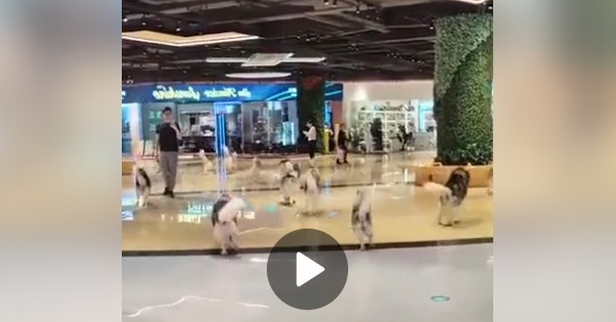 Собачья братия сбежала из зоокафе и устроила милый переполох в торговом центре