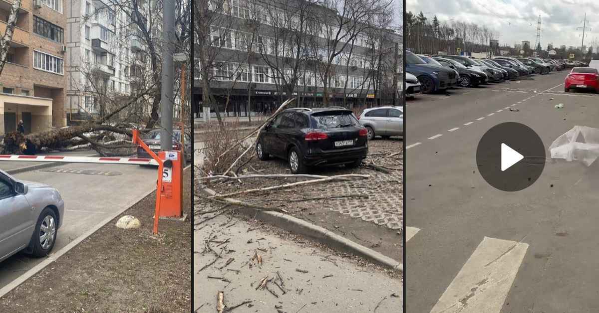 Бунт стихии в Московской области: штормовой ветер валит деревья и убивает людей