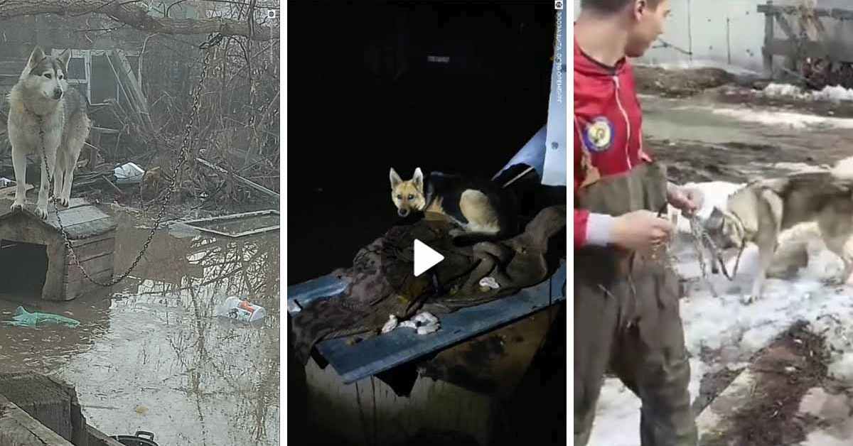 Паводок в Оренбуржье: люди уехали и бросили собак на верную смерть