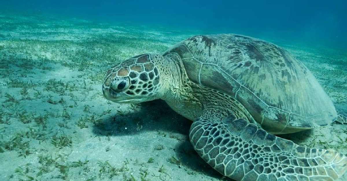 Мясо морской черепахи убивает и отправляет в больницы гурманов с острова Занзибар