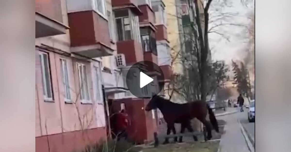 Конский тренд: ещё один смекалистый мужик привёл лошадь в многоэтажку