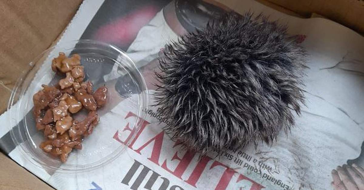 Сама доброта и наивность: британка принесла к ветеринарам «раненный» помпон от шапки