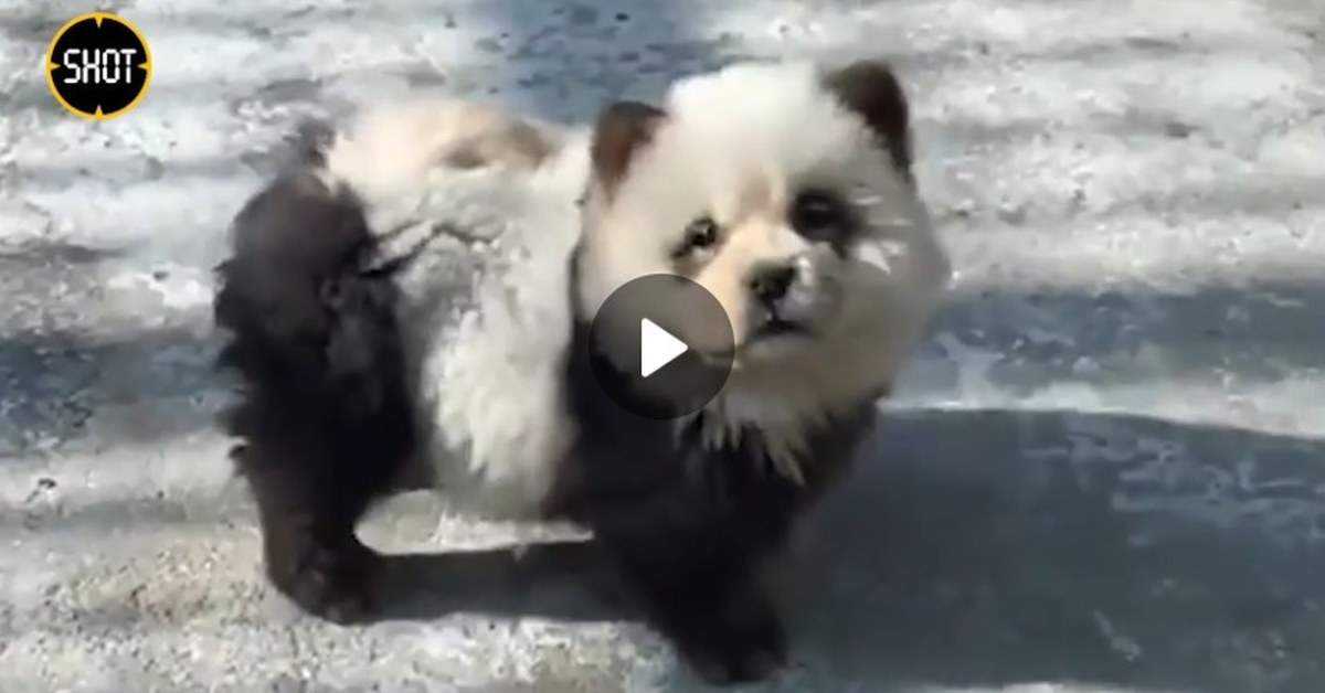 Изобретательные хозяева китайского зоопарка выдали собак за панд