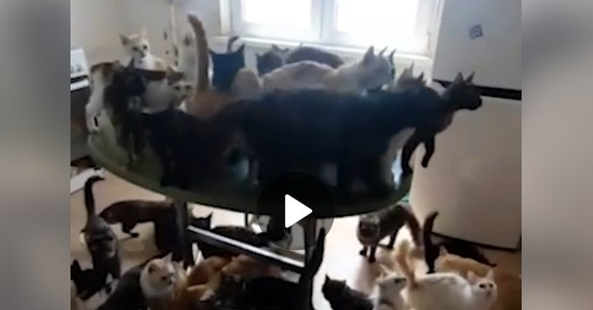 Женщина устроила «кошачий концлагерь» посреди обычной краснодарской квартиры