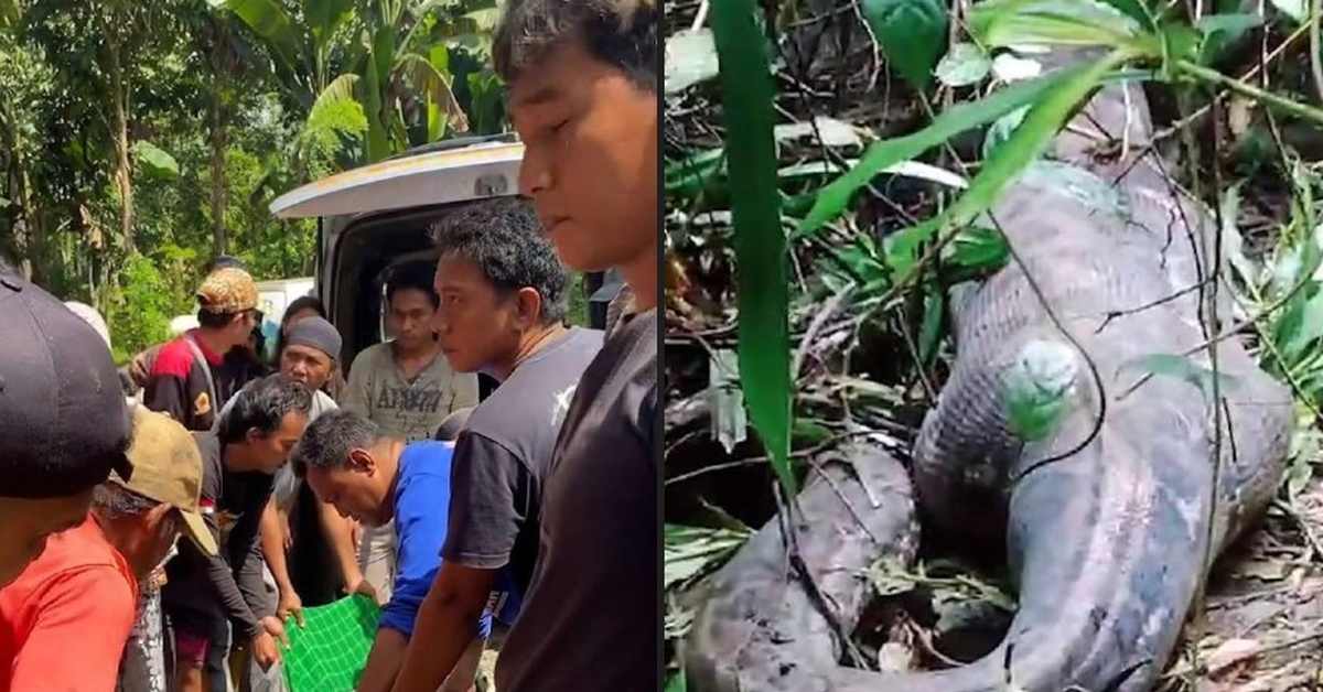 Ужасы из индонезийского леса: женщину съел огромный питон