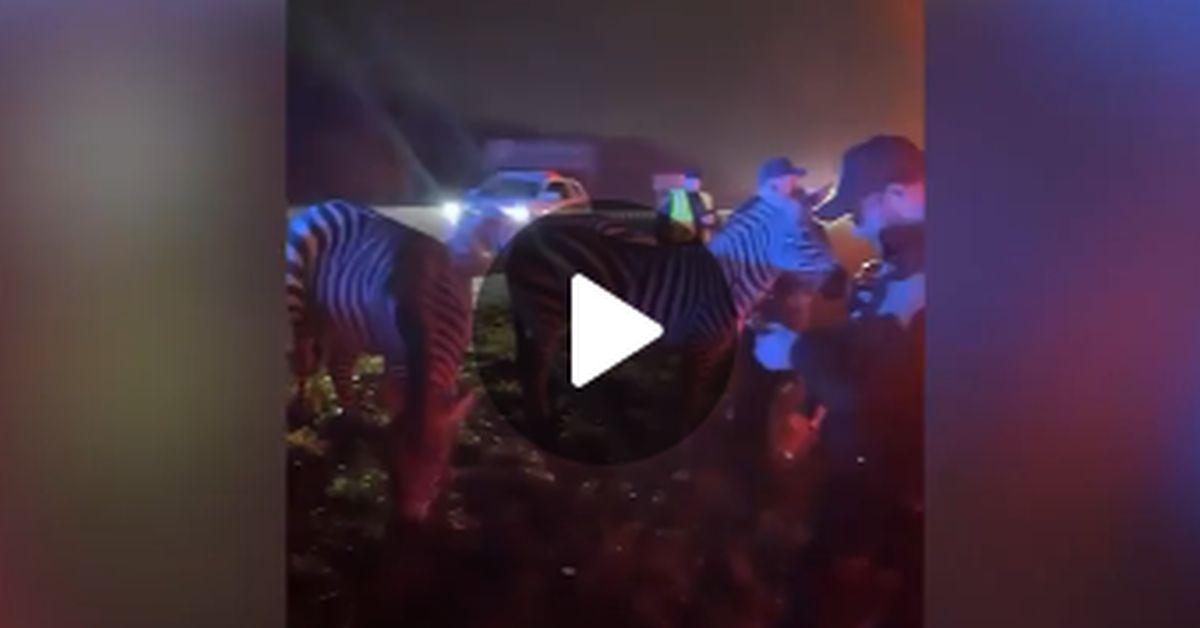 Видео из США, полное сюра: зебры и верблюды пасутся на фоне горящего грузовика
