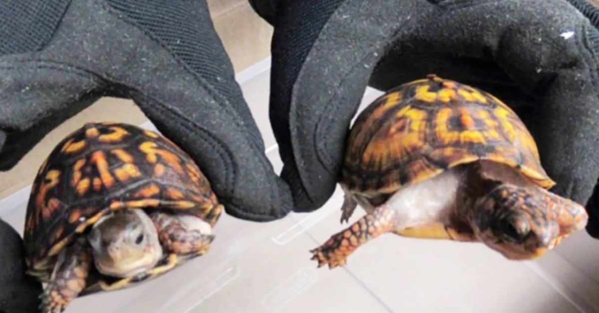 Черепахи в носках (черных): не сюжет мультика, а дело о контрабанде