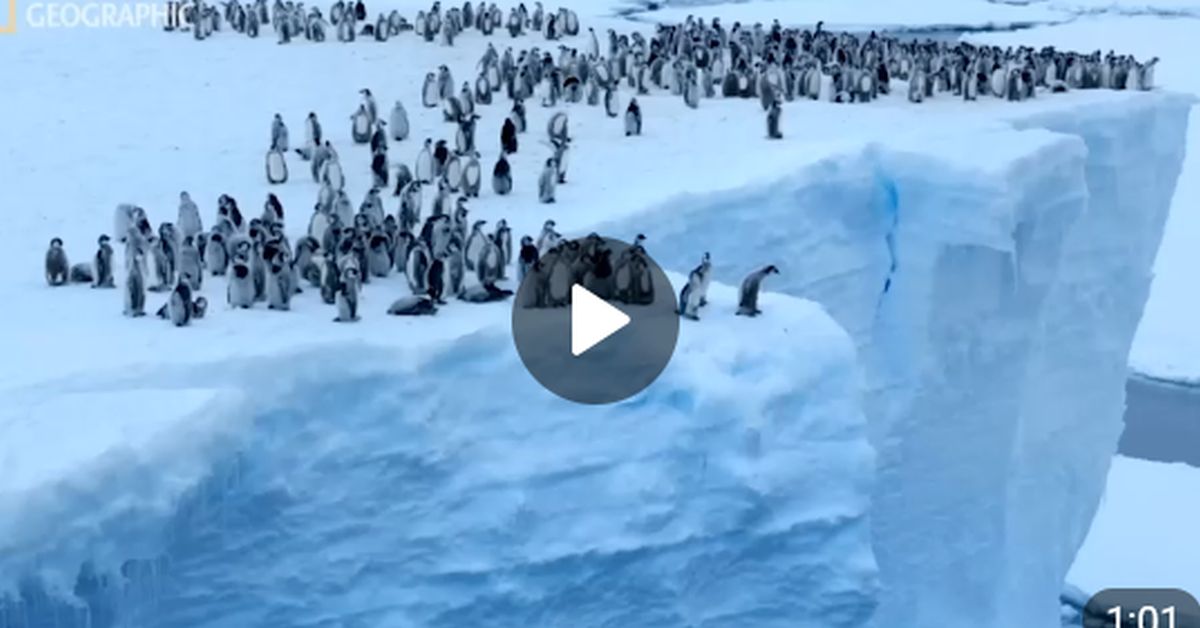 Пингвиний экстрим попал на видео: с высоты айсберга - в ледяной океан