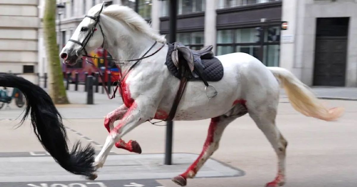 По центру Лондона промчалась белая окровавленная лошадь