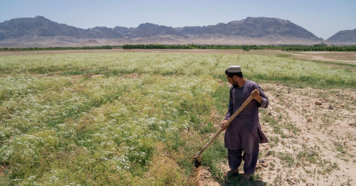 Бывает: правящие террористы уничтожают агропром Афганистана, запрещая наркоту