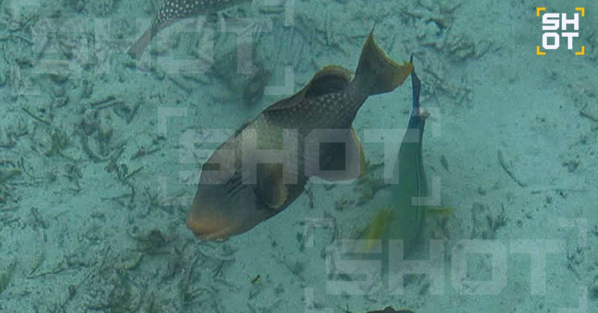 Зубастые рыбы и ядовитые змеи стали новым кошмаром туристов на известных курортах