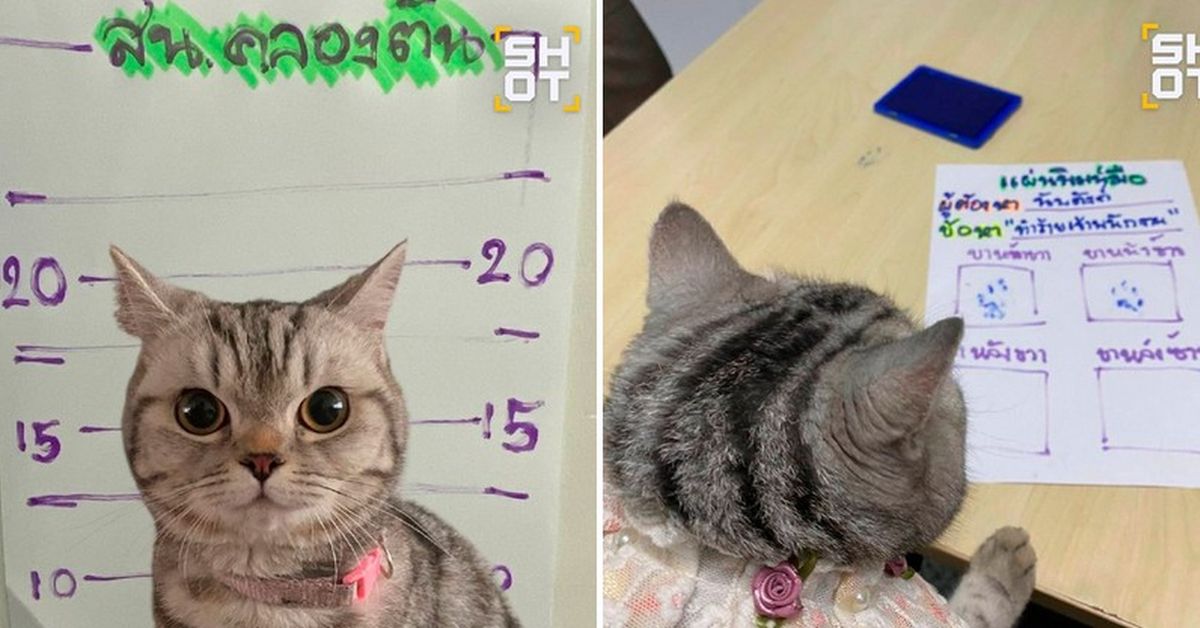 Тайские полицейские посадили за решётку опасную кошечку