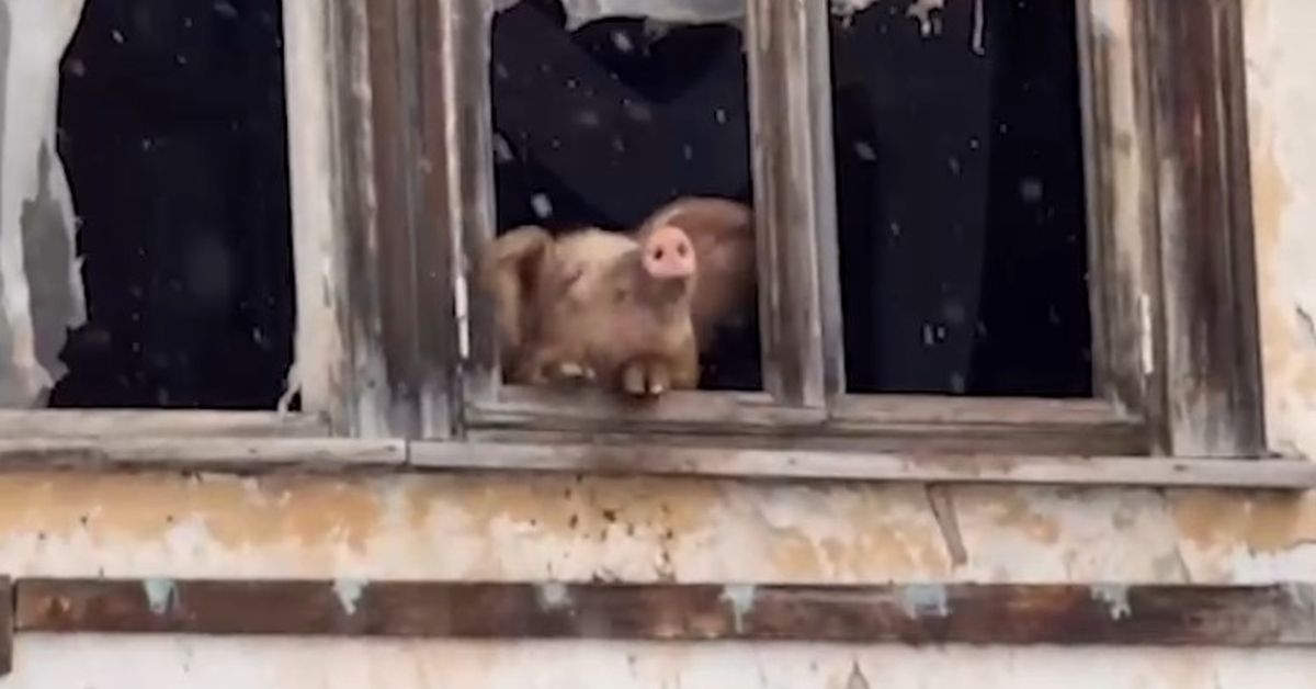 Хайповая милота спасла грузинскую хрюшку от забоя