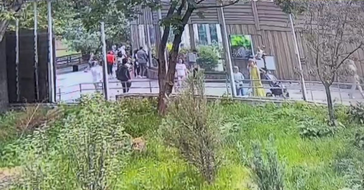 Неизвестный подкинул таблетки в вольеры животных в Московском зоопарке
