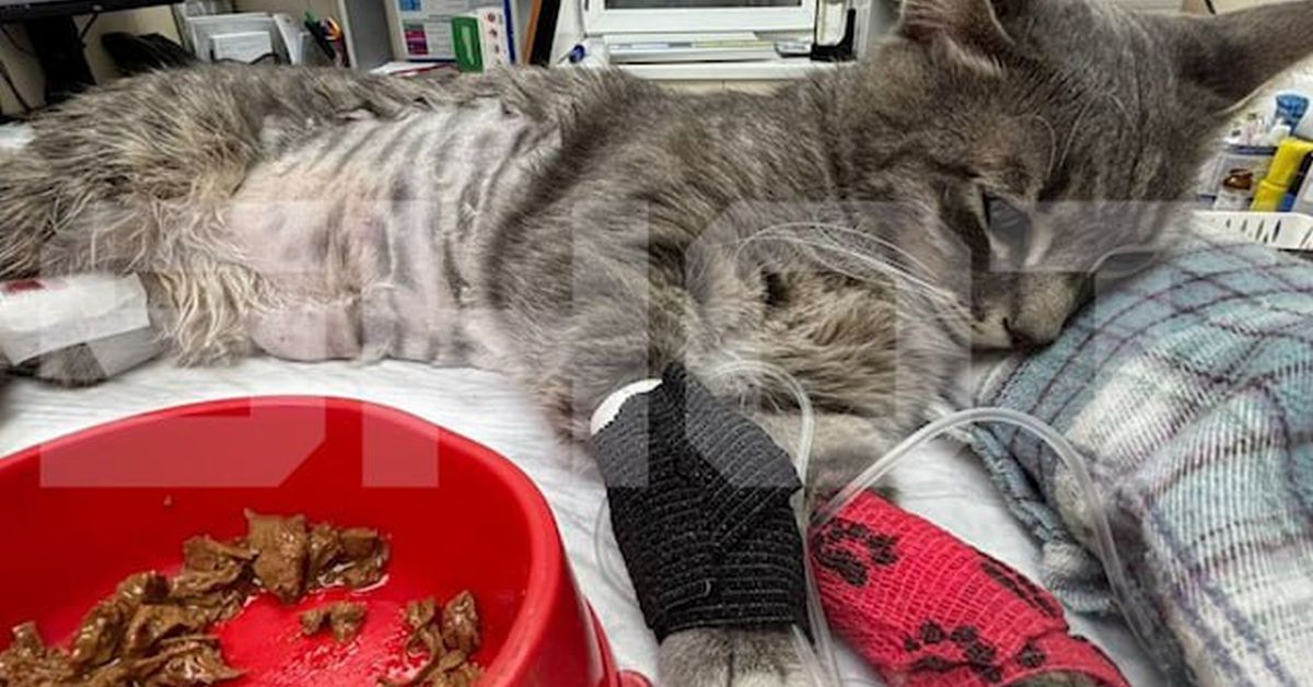 Любопытные котики всё чаще выпадают из окон многоэтажек