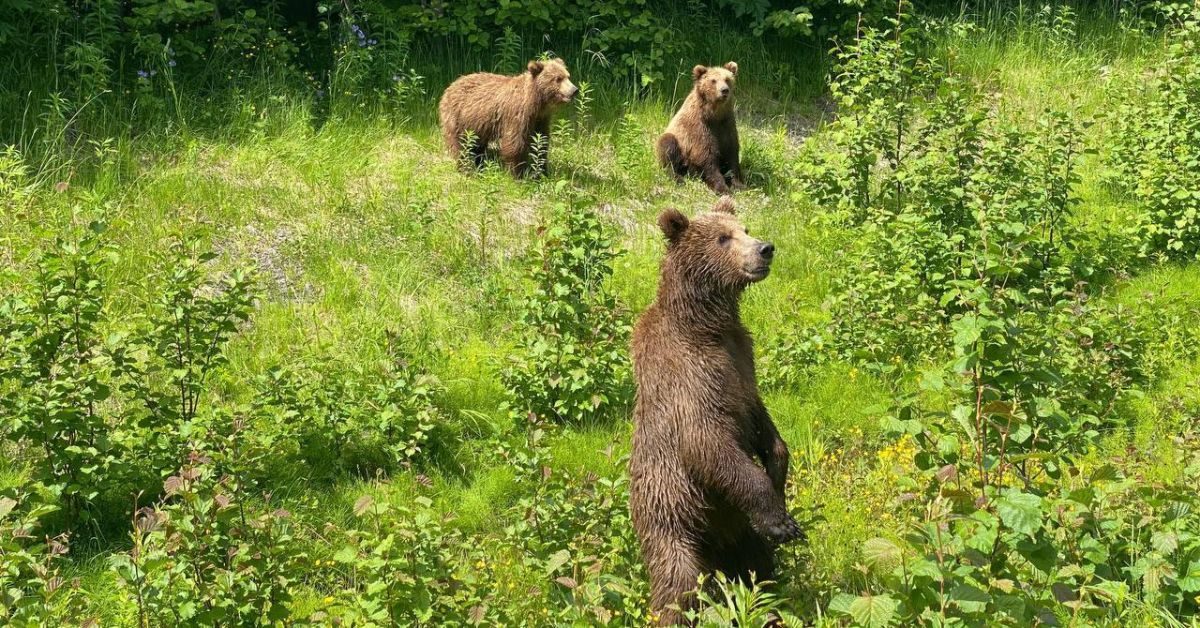 «Медвежий патруль» взял под контроль трассу в Камчатском крае