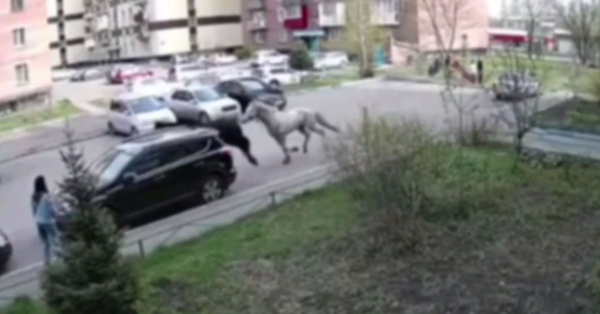 Видеофакт: сбежавшие кони сбивают девочку посреди Новокузнецка