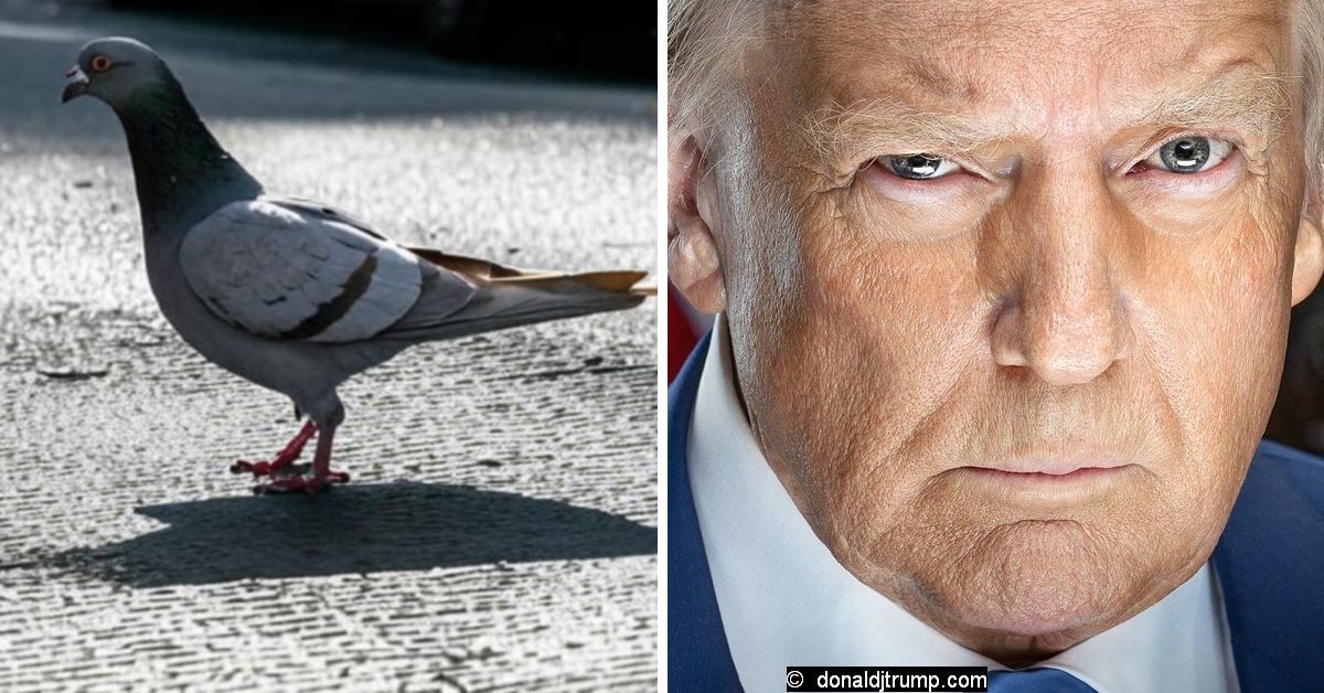 СВО на 08.05.25: утро без налетов (?) Трамп грозит (кому?) «трудными решениями». Хроника странного дня 