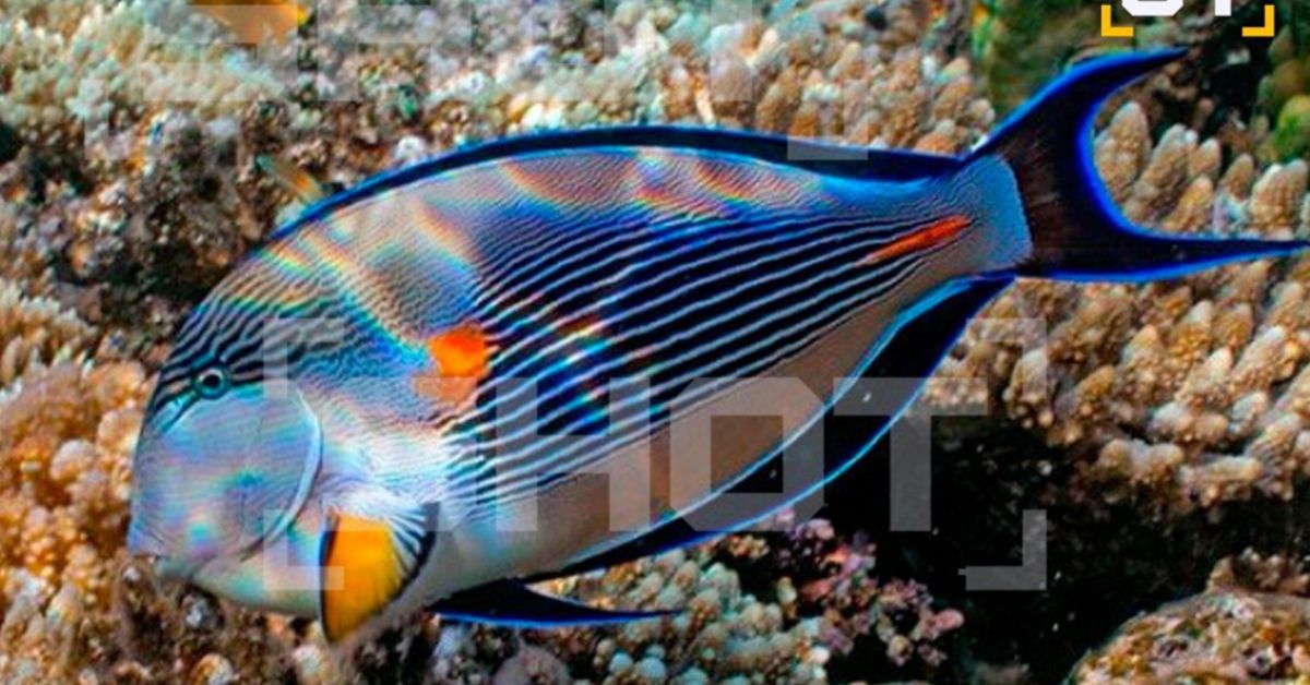 Россиянка жестоко поражена в Египте рыбой-хирургом