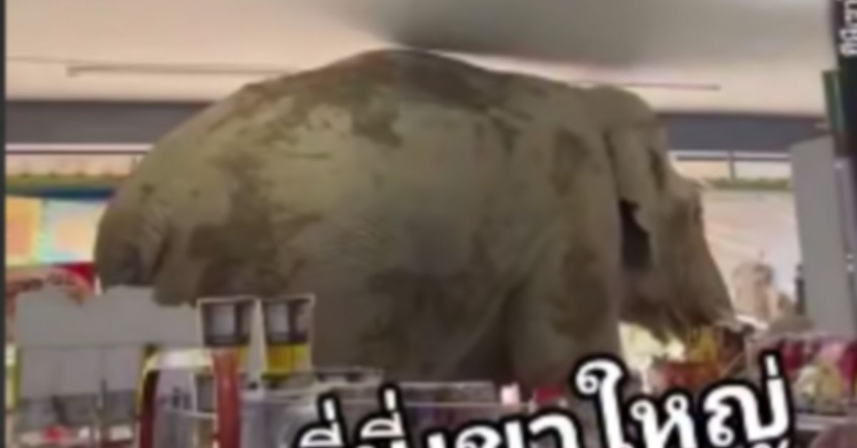 Видеофакт: слон грабит тайский магазин среди бела дня
