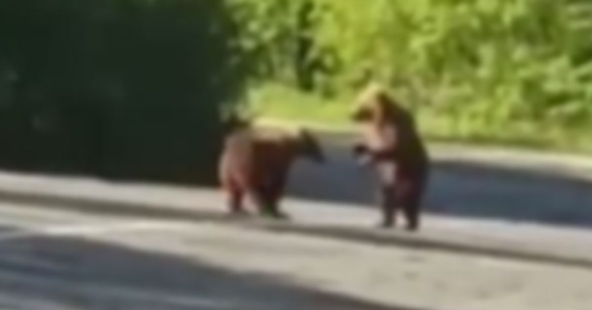 Жизнь медвежья: беззаботное детство, техногенные ловушки и опасности на дорогах