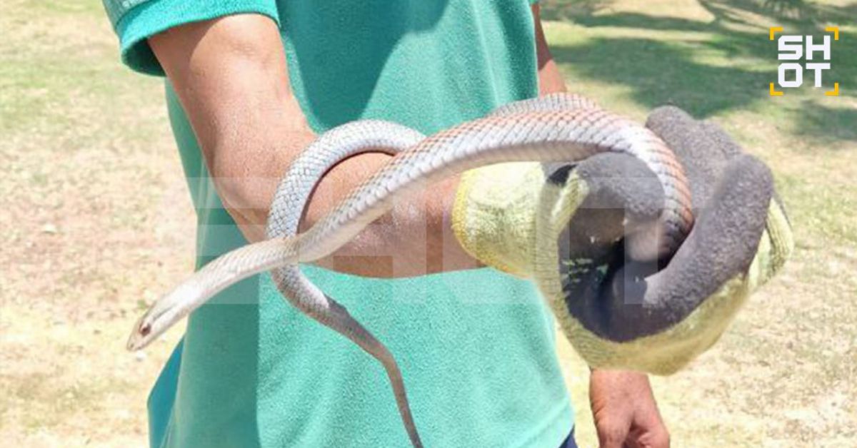 Туристов на Кубе донимают местные удавы