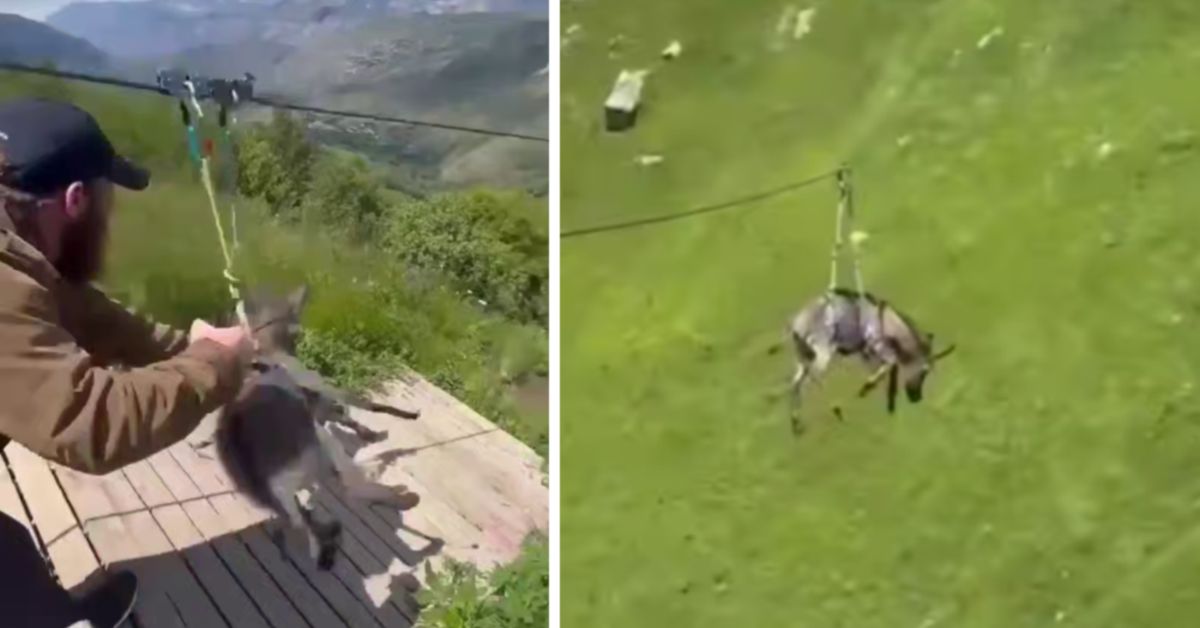 Видеофакт из Дагестана: осла спускают с горы на зиплайне