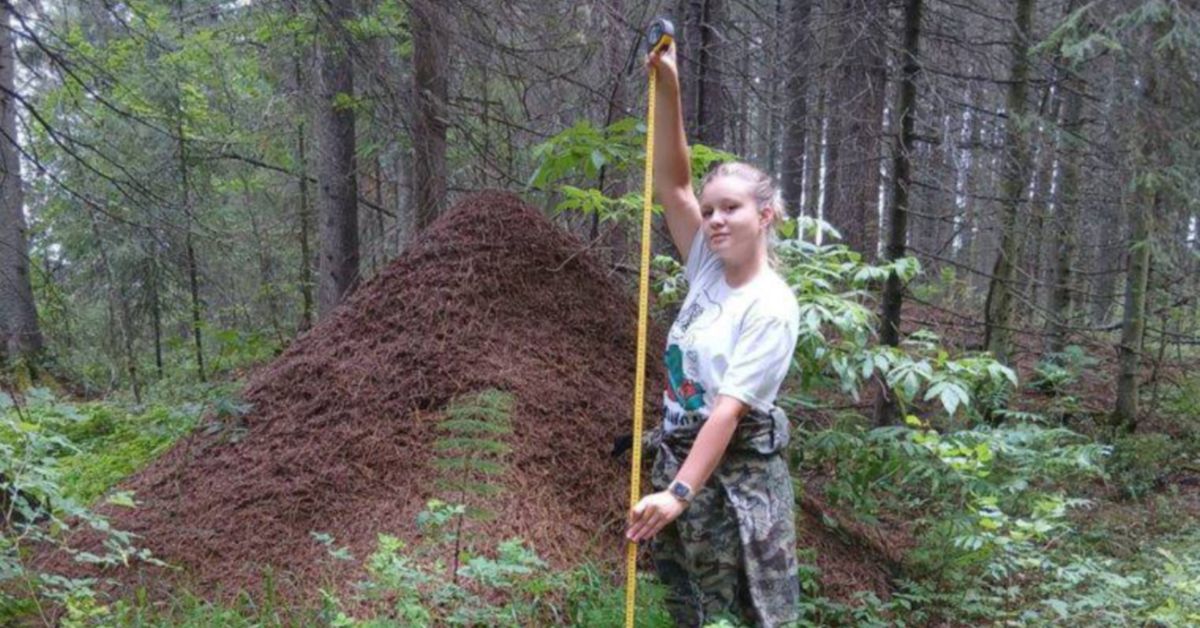 Обнаружен и документирован крупнейший муравейник в России