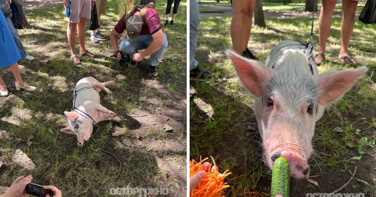 В Северной столице РФ устроили массовый выгул минипигов
